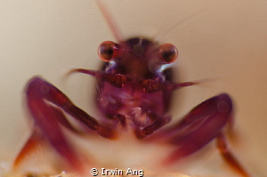 B O K E H 
Purple Shrimp (Periclimenes)
Anilao, Philipp... by Irwin Ang 